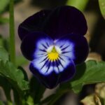 pansy-167965_640