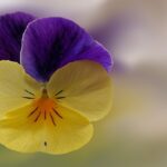 pansy-2041450_640