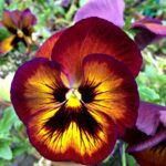 pansy-331061_640