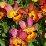 pansy-3345750_640