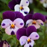 pansy-3416883_640