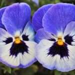 pansy-5078010_640