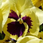 pansy-738021_640