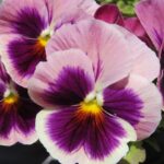 pansy-788153_640